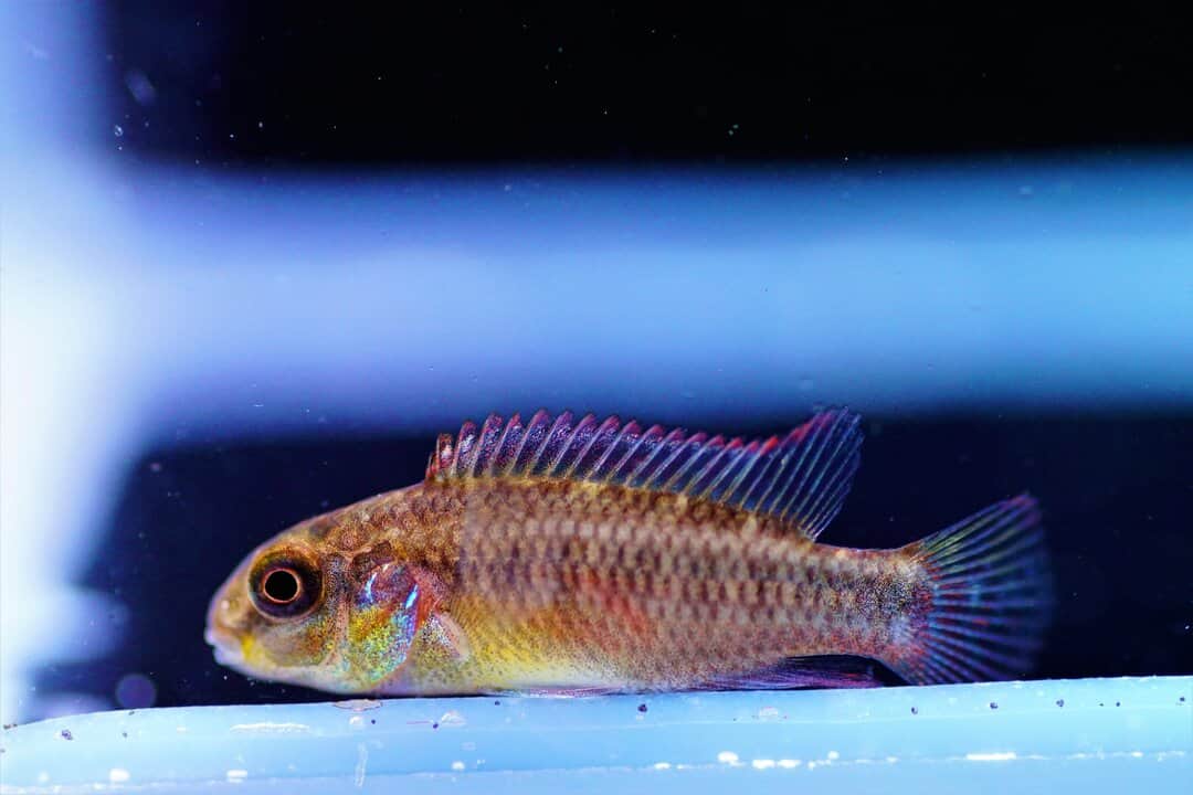 Pelvicachromis kribensis Nyete - Smaragdbuntbarsch – Bild 3