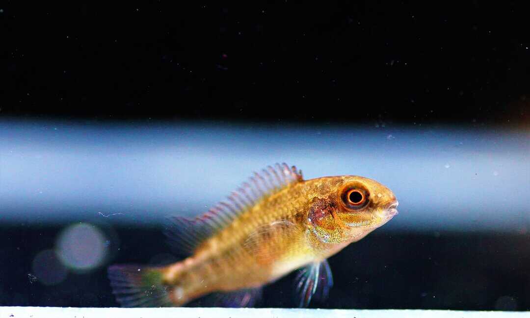 Pelvicachromis kribensis Nyete - Smaragdbuntbarsch – Bild 2