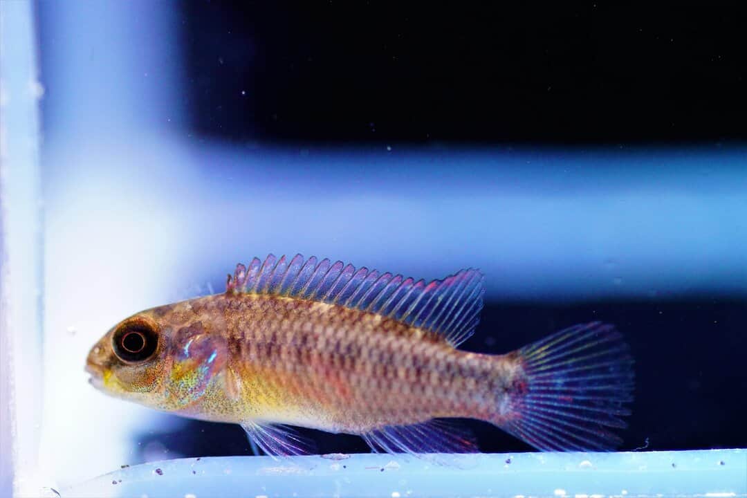 Pelvicachromis kribensis Nyete - Smaragdbuntbarsch
