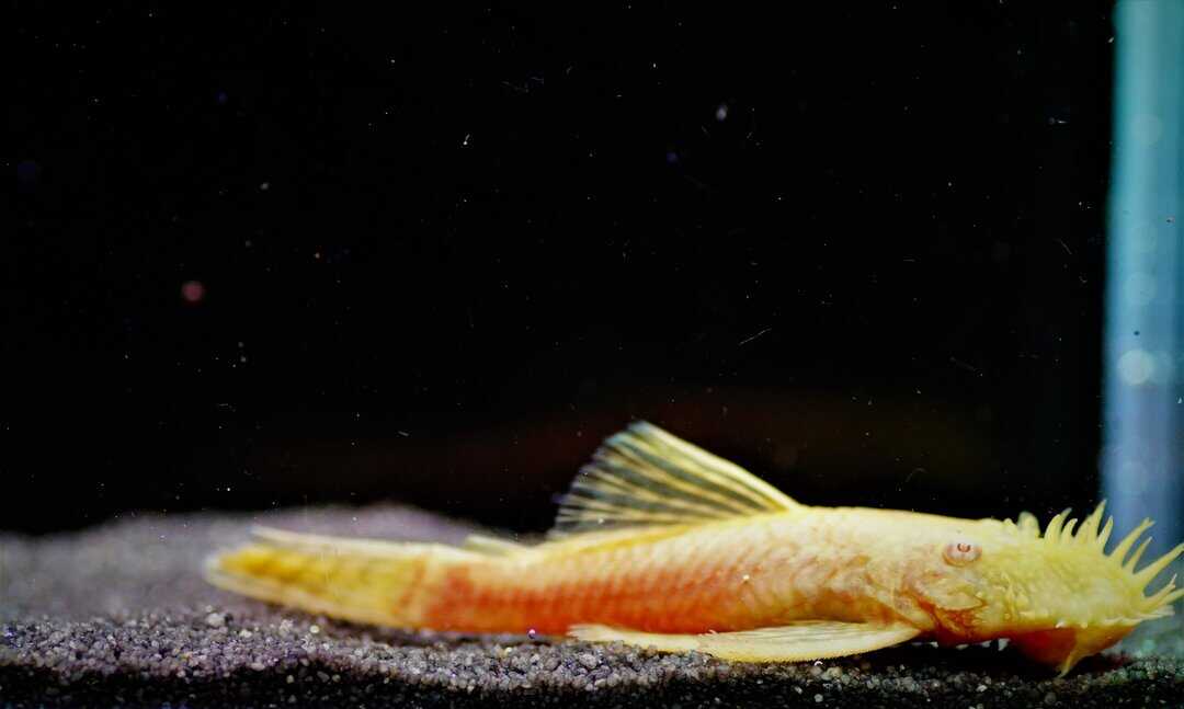 Ancistrus sp. Gold - Goldener Antennenwels 4-5cm – Bild 3
