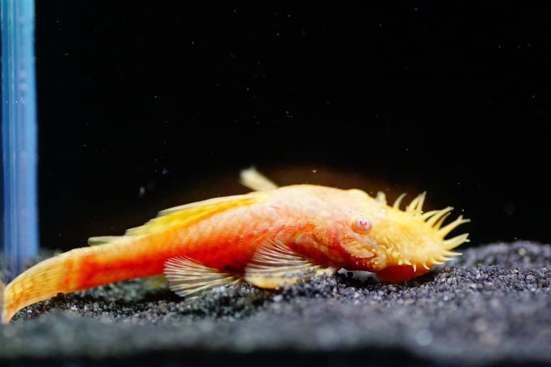 Ancistrus sp. Gold - Goldener Antennenwels 4-5cm