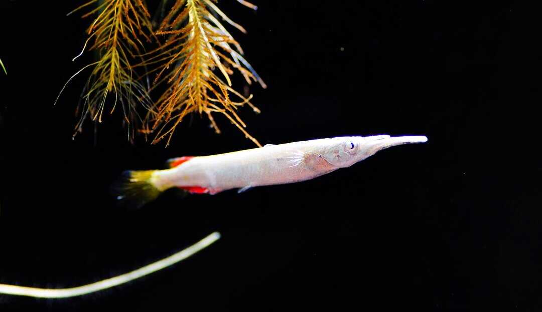 Dermogenys Pusilla ALBINO - Kampf Halbschnäbler – Bild 4