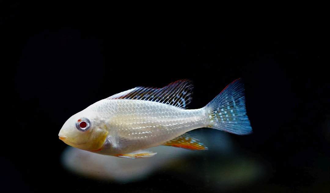 Acarichthys Heckelii albino - Heckels Buntbarsch – Bild 2