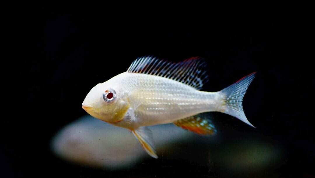 Acarichthys Heckelii albino - Heckels Buntbarsch – Bild 3