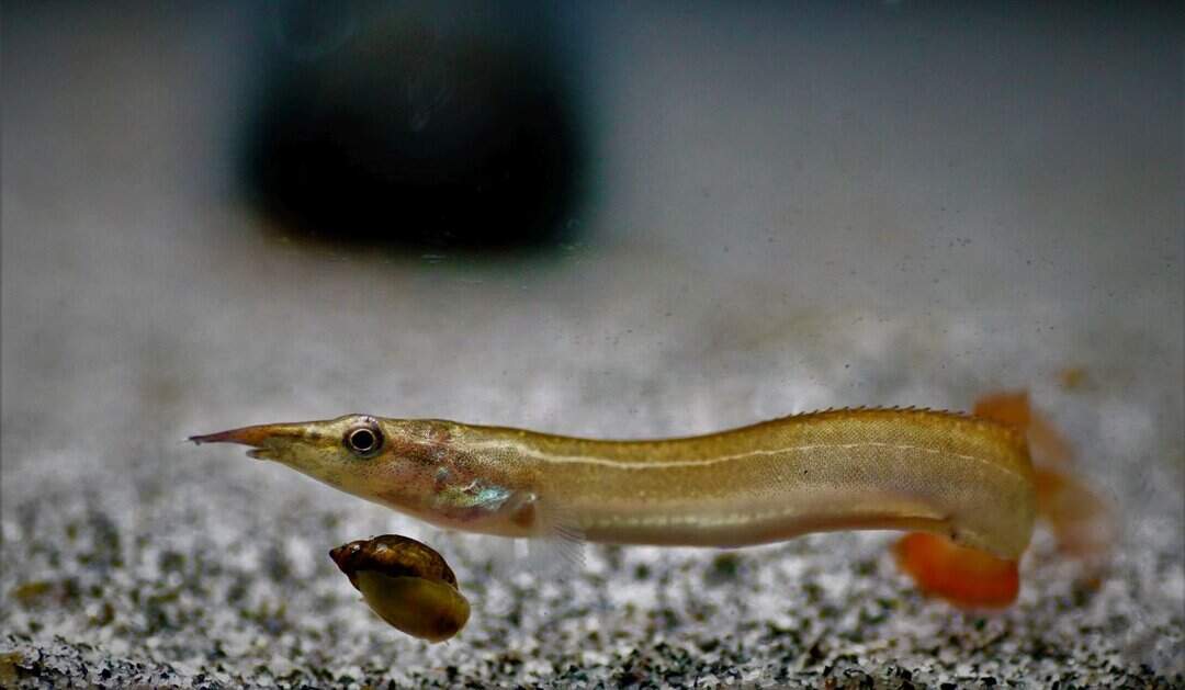 Macrognathus aculeatus - Augenfleck Stachelaal – Bild 2