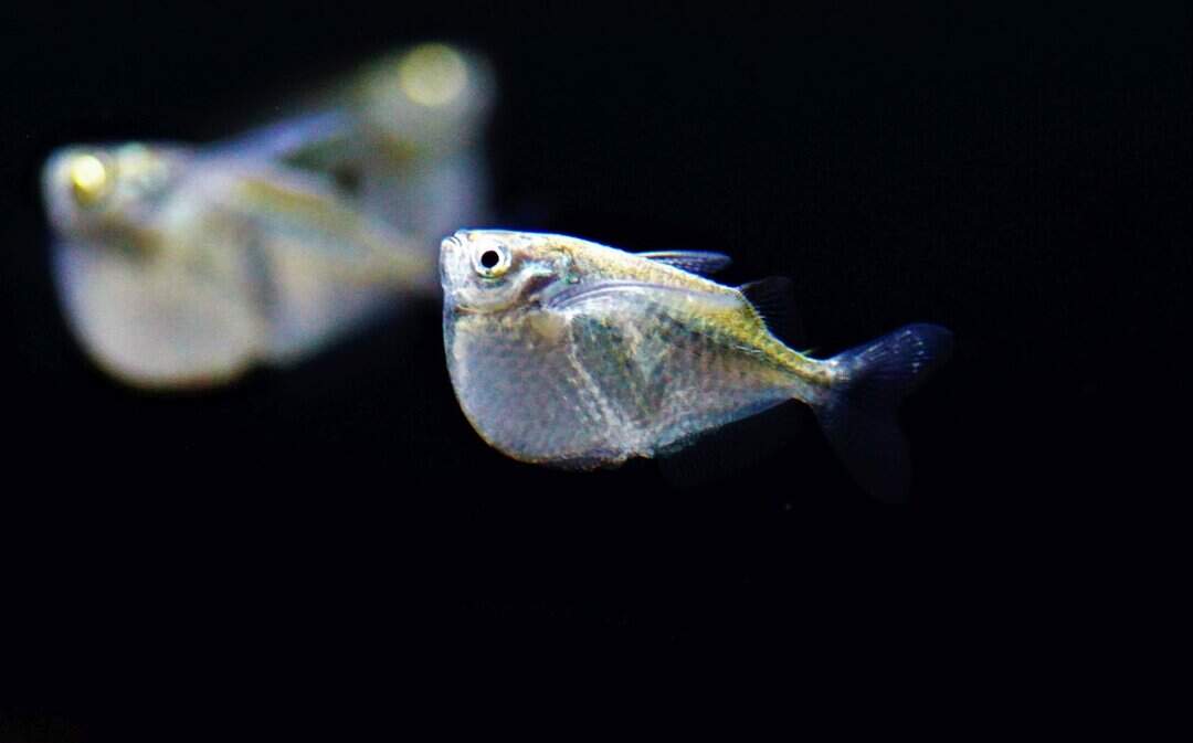 Thoracocharax stellatus - Platinbeilbauch