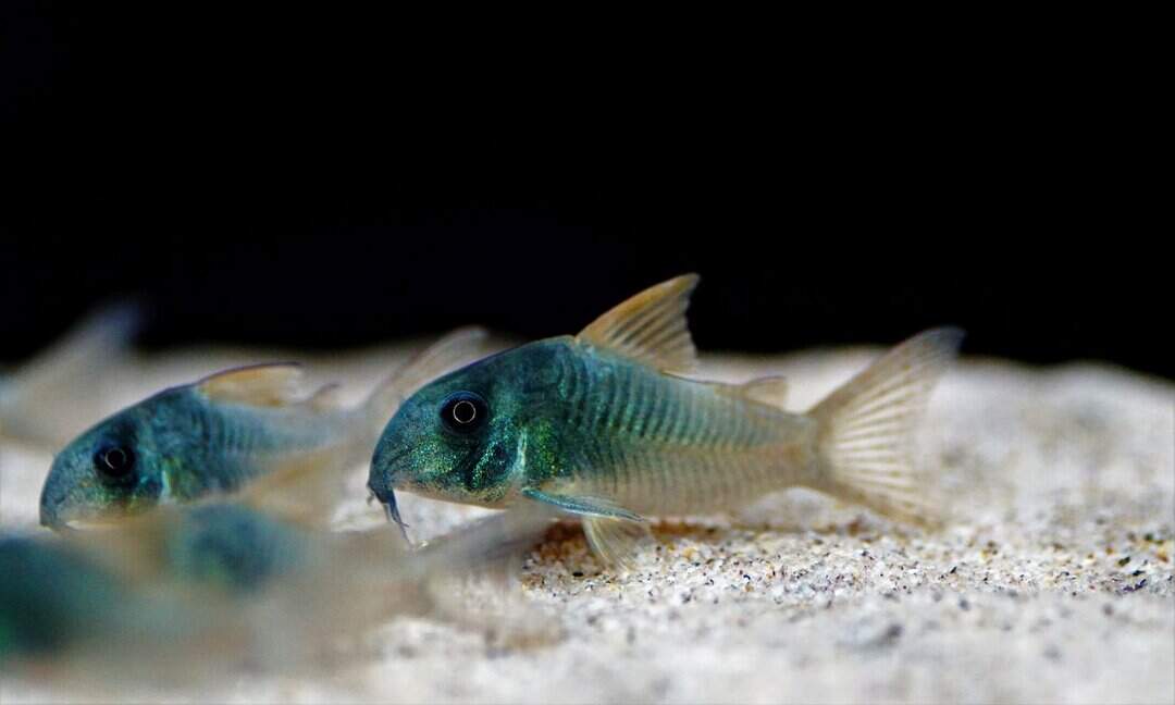 Corydoras concolor - Einfarbiger Panzerwels