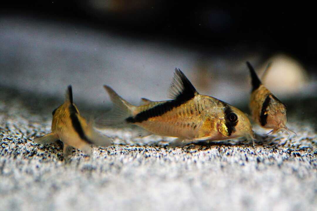 Corydoras Melini - Kopfbinden Panzerwels – Bild 3
