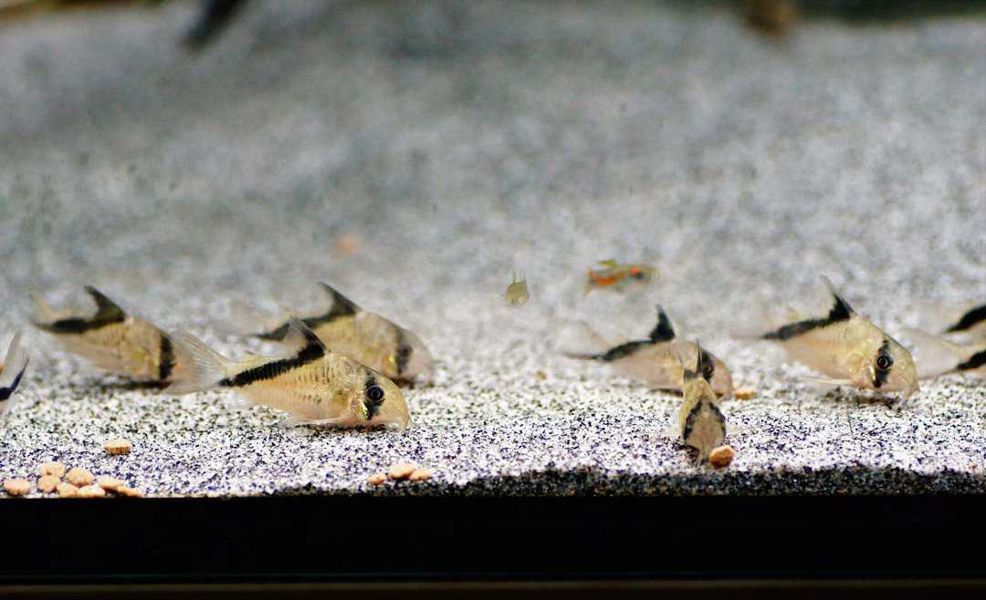 Corydoras Melini - Kopfbinden Panzerwels – Bild 2
