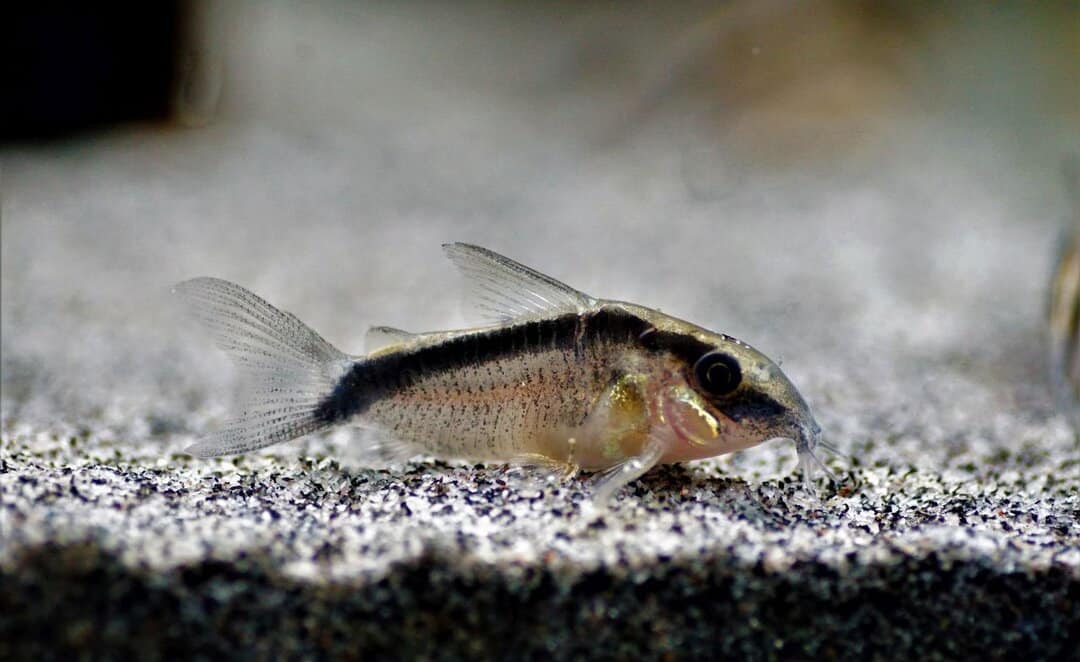 Corydoras Arcuatus - Stromlinien Panzerwels