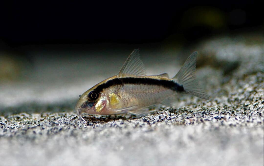 Corydoras Arcuatus - Stromlinien Panzerwels – Bild 2