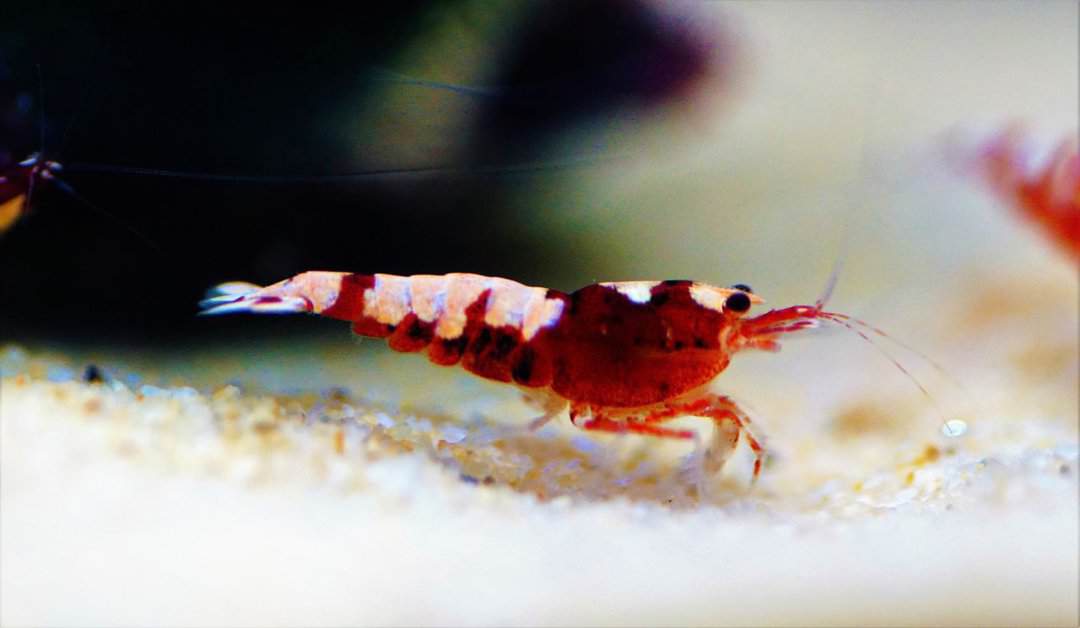 Galaxy Fishbone red - Rote Galaxy Fishbone Garnele