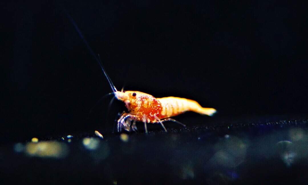 Taiwan Bee - Red Bolt Garnele
