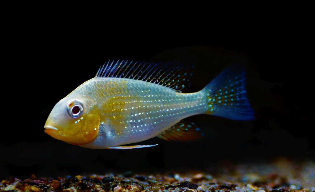 Acarichthys Heckelii albino - Heckels Buntbarsch
