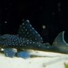 Blauer Phantomwels