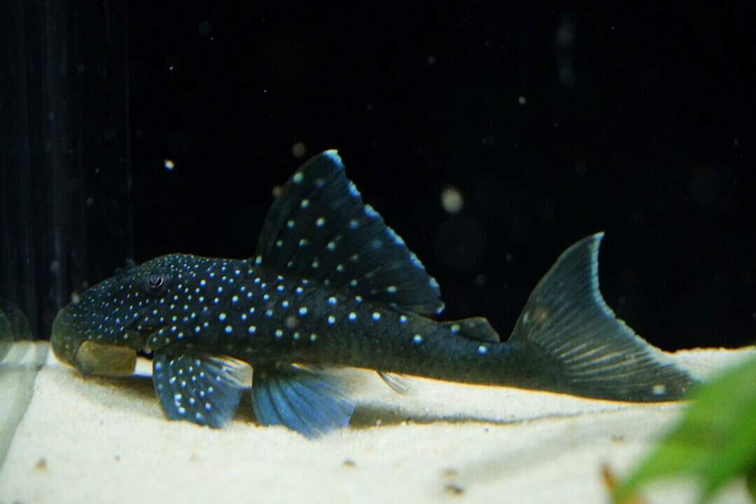 Blauer Phantomwels