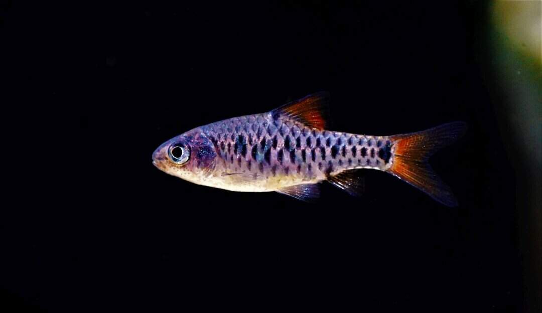 Puntius oligolepis - Eilandbarbe