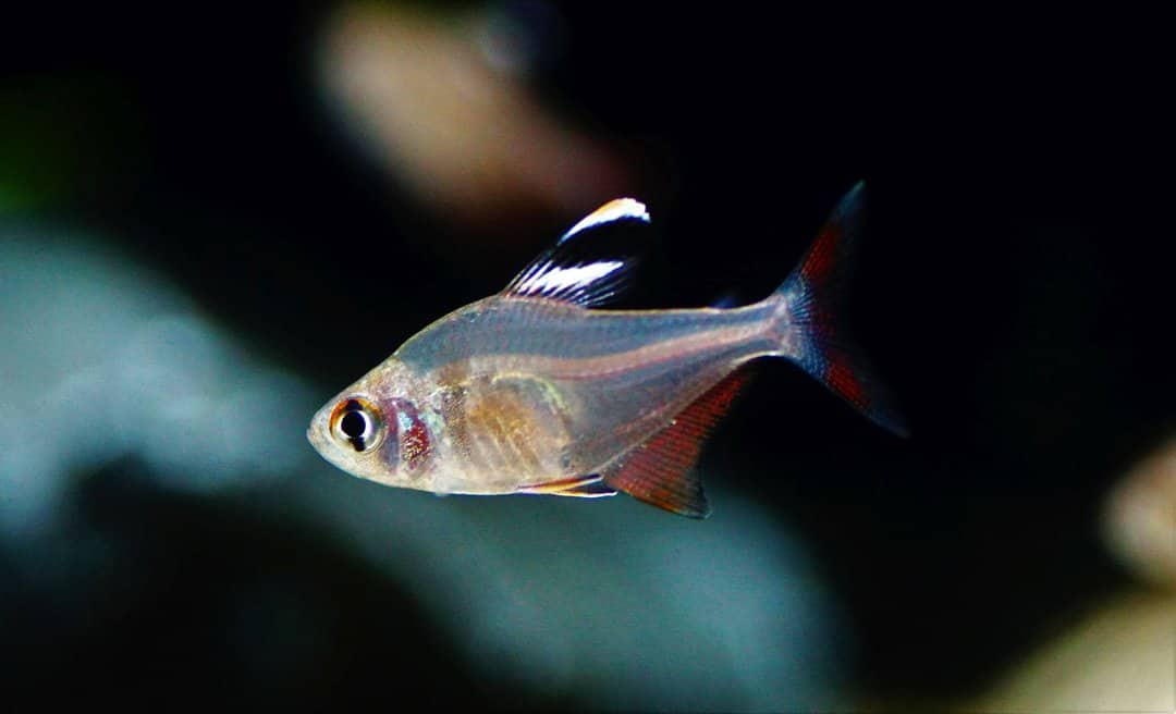 Hyphessobrycon jackrobertsi - Sichelsalmler – Bild 2