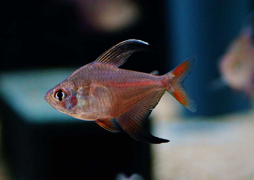 Hyphessobrycon jackrobertsi - Sichelsalmler – Bild 3