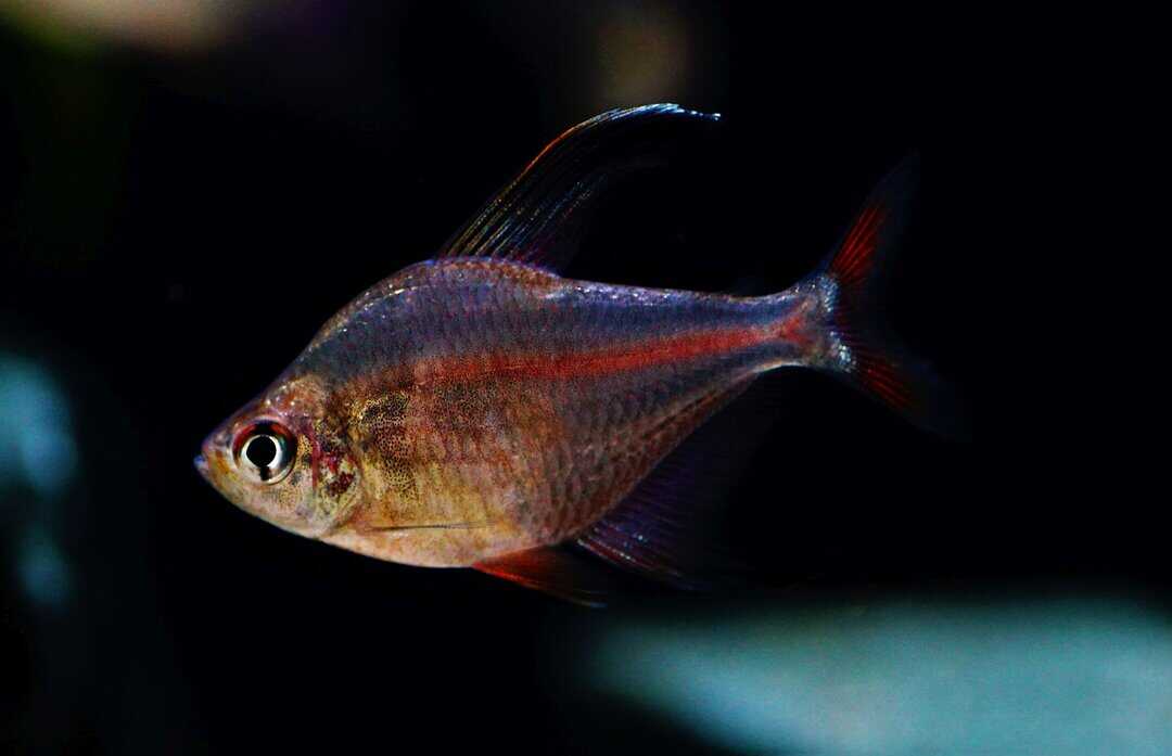 Hyphessobrycon jackrobertsi - Sichelsalmler – Bild 4