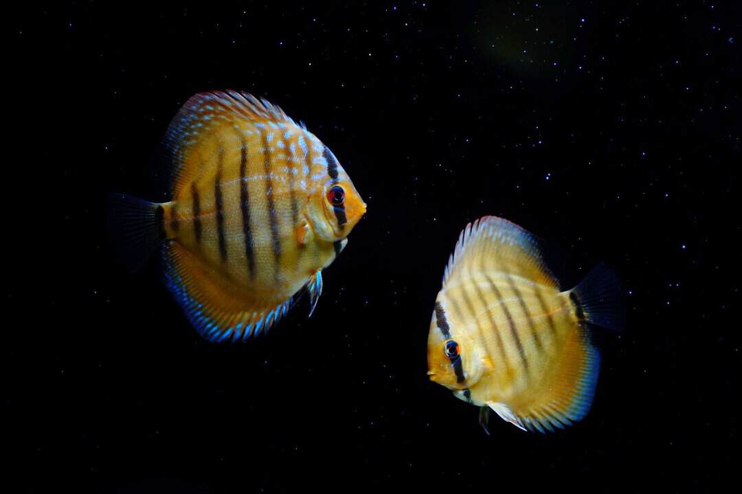 Symphysodon aequifasciatus - Cuipeua Royal Diskus DNZ 7/8cm – Bild 2