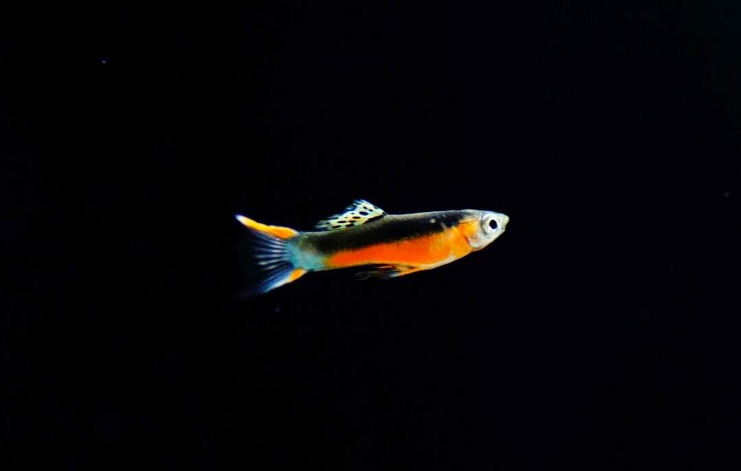 Guppy "Santa Maria"