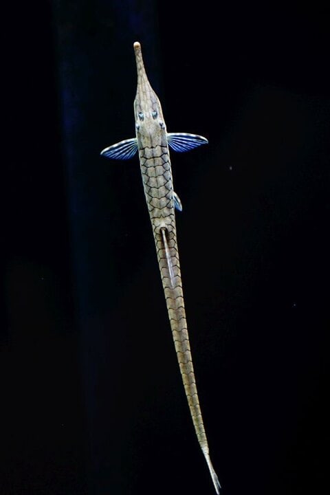 Farlowella acus - Gemeiner Nadelwels 8-12cm