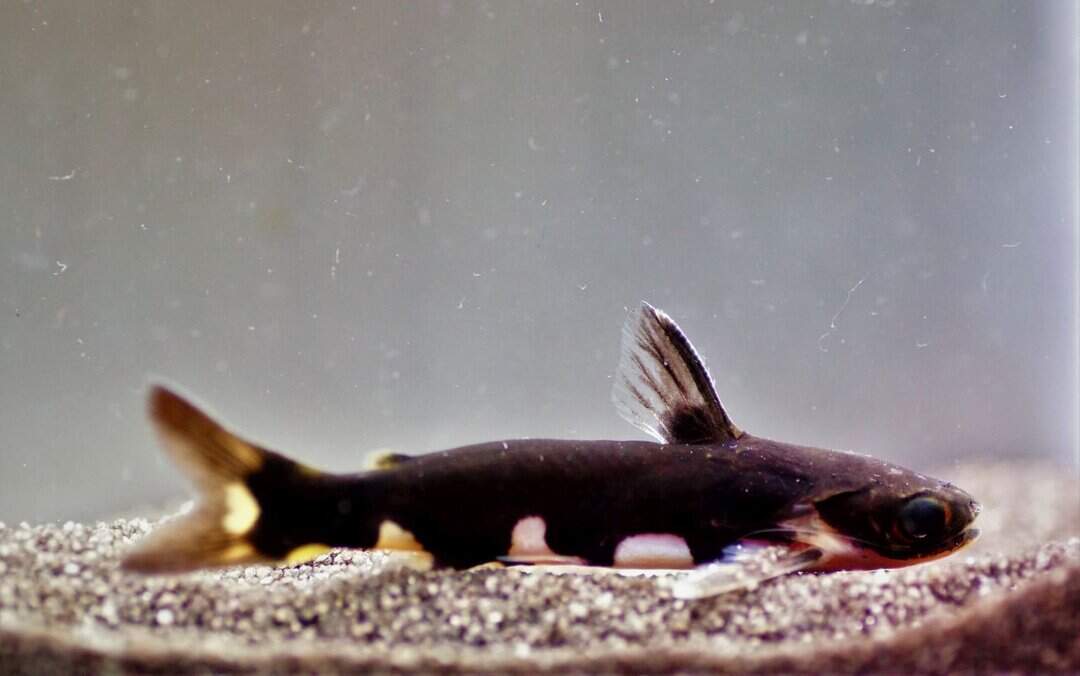 Tatia Musaica - Orca Wels 6-7cm