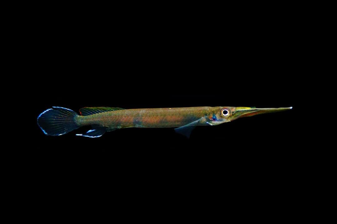 Hemirhamphodon pogonognathus - Halbschnäbler