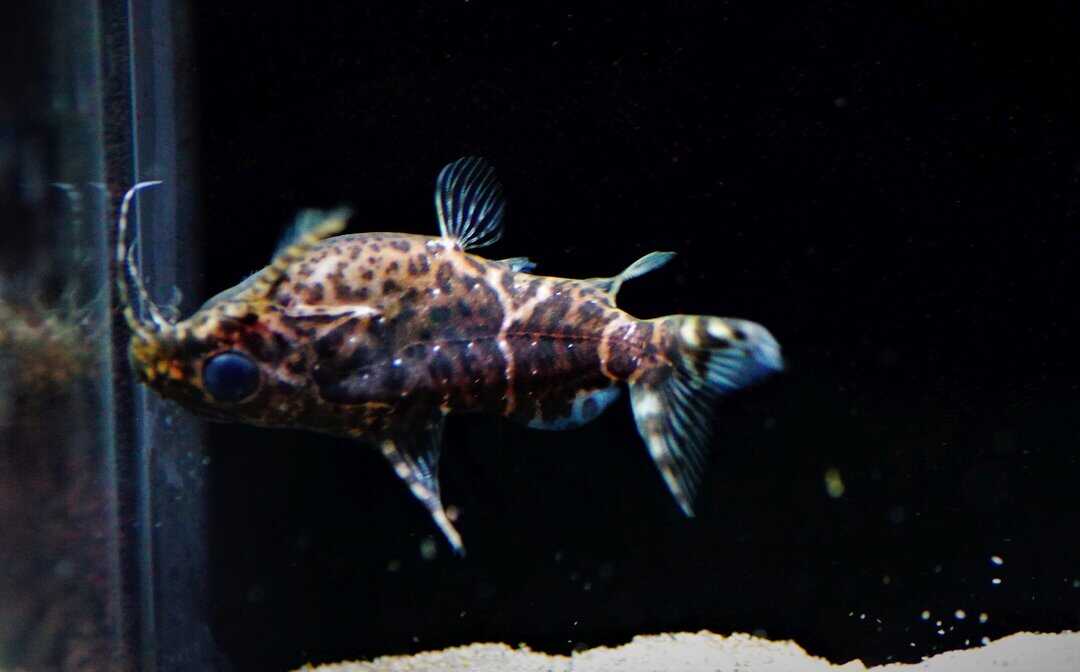 Synodontis nigriventris - Rückenschwimmender Kongowels – Bild 2
