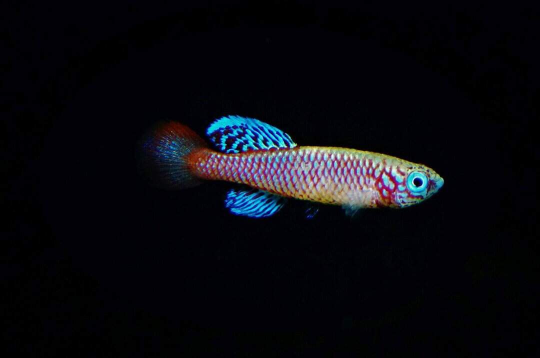 Nothobranchius kilomberoensis - Kilombero Prachtgrundkärpfling