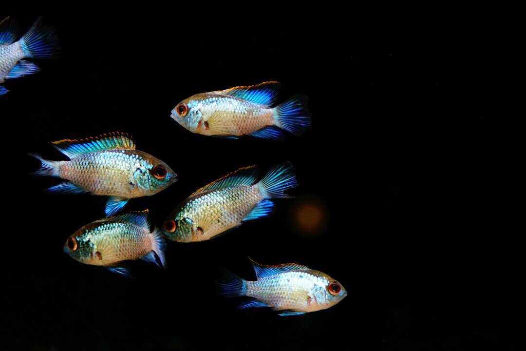 Andinoacara pulcher neon Blue - Blaupunktbuntbarsch – Bild 2