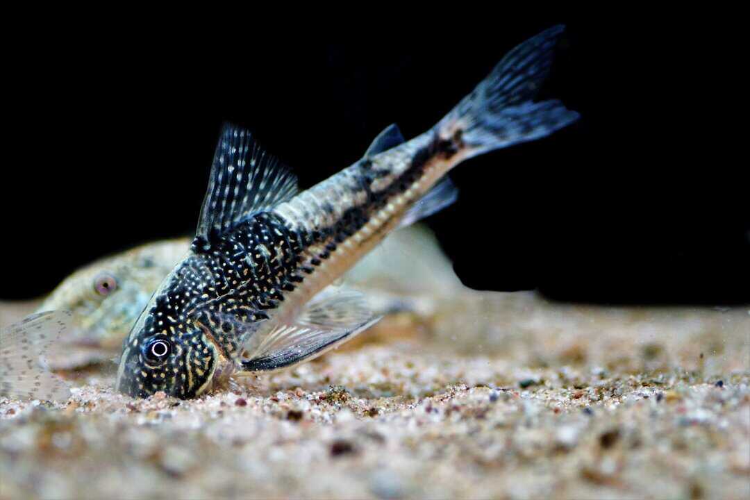Panzerwels im Aquarium