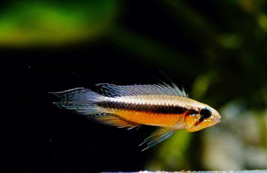 Apistogramma Elizabethae "red belly" - Elisabeths Zwergbuntbarsch – Bild 2