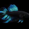 Betta Plakat Black Blue Avatar