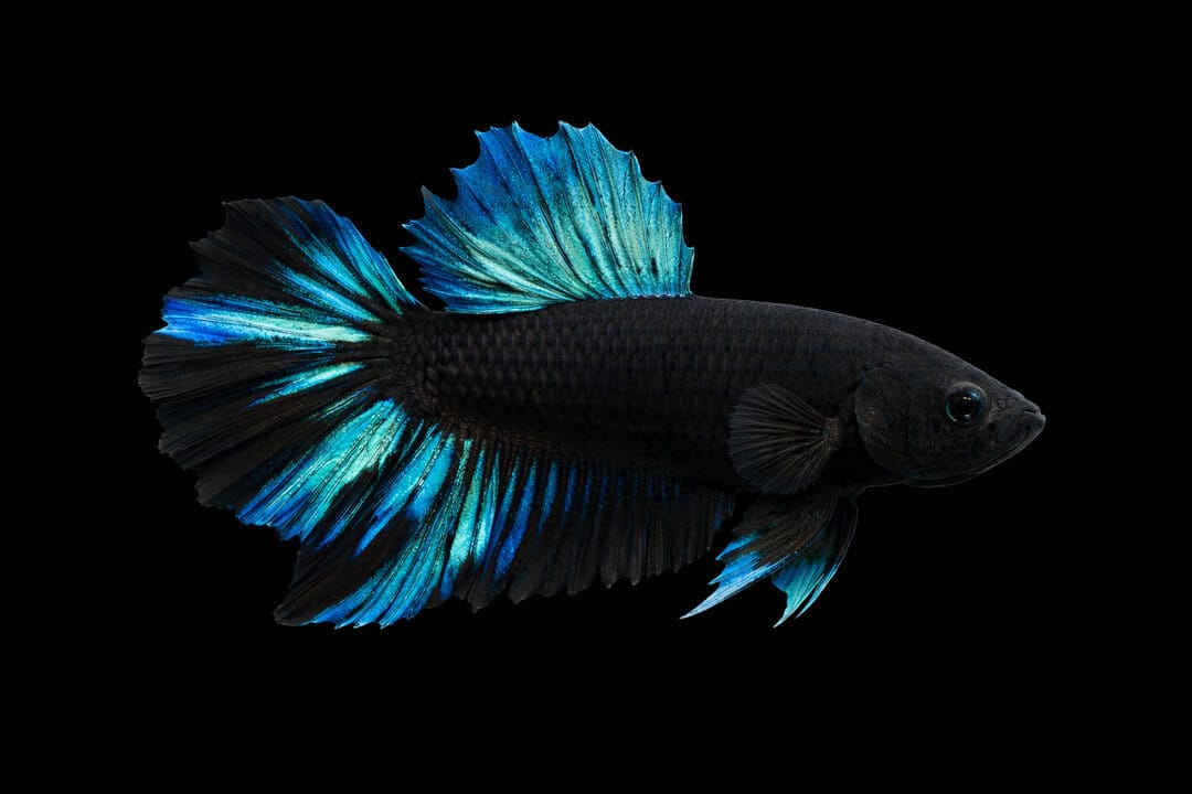 Betta Plakat Black Blue Avatar