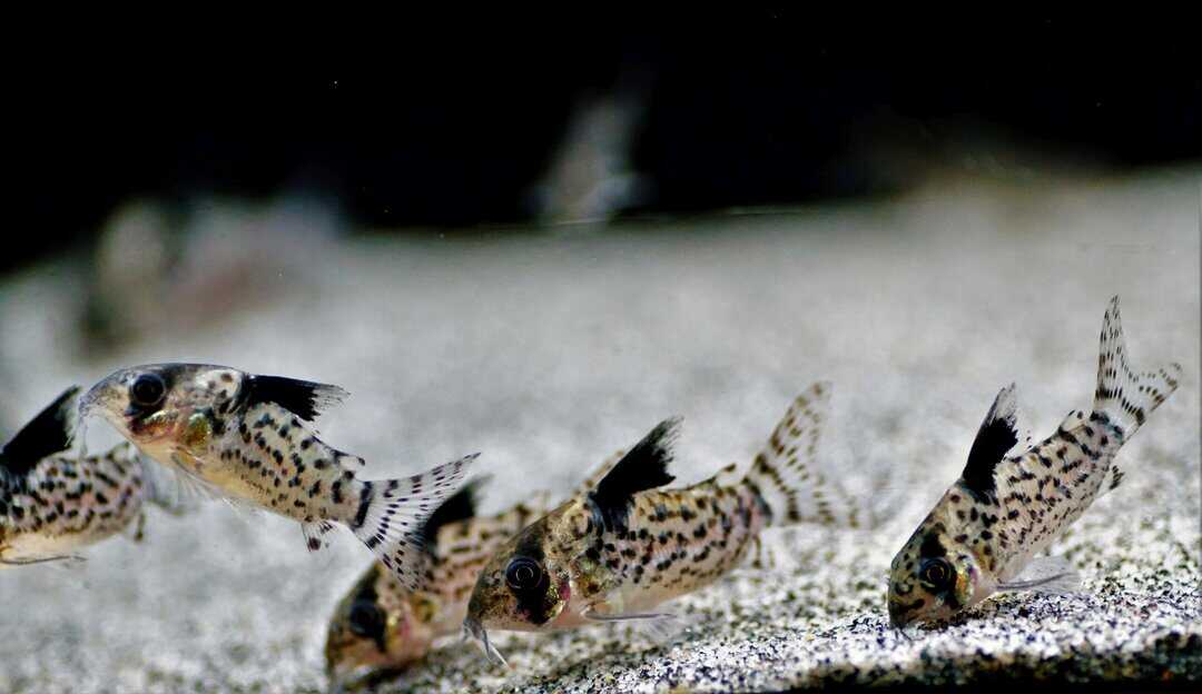 Brochis (Corydoras) Ambiacus - Glänzender Leopardpanzerwels – Bild 2