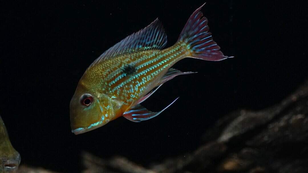 Geophagus Abalios - Orinoko Erdfresser – Bild 2