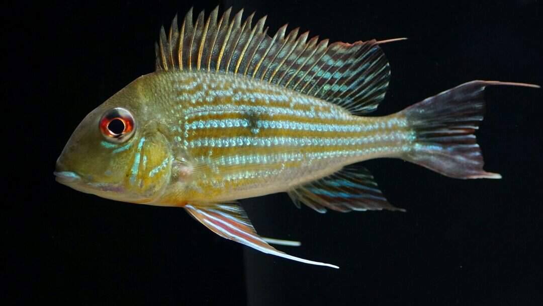 Geophagus Abalios - Orinoko Erdfresser – Bild 3