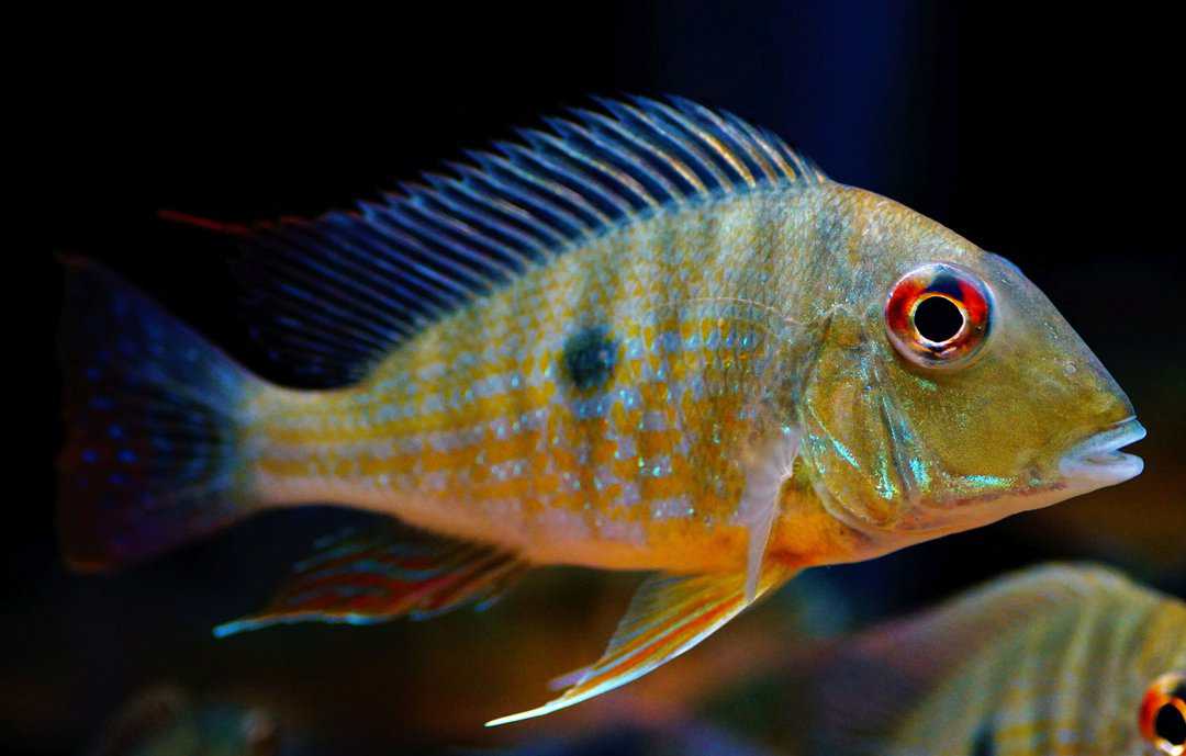 Geophagus Abalios - Orinoko Erdfresser