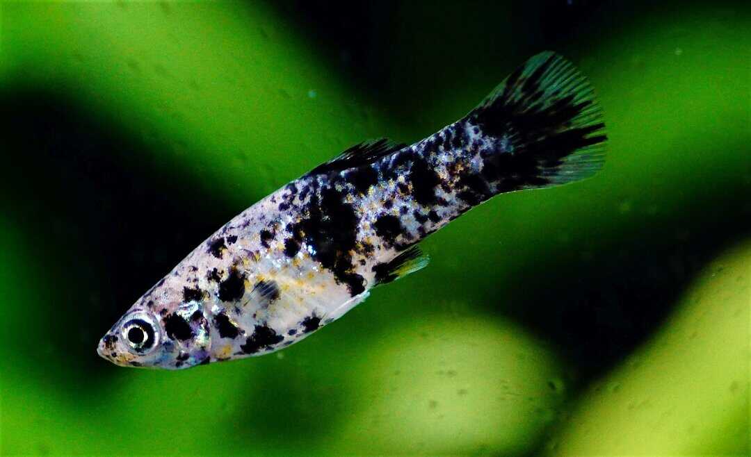 Poecilia sphenops - Mix Molly
