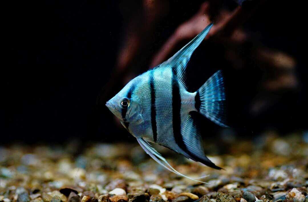 Pterophyllum scalare blue platinum - Blauer Skalar