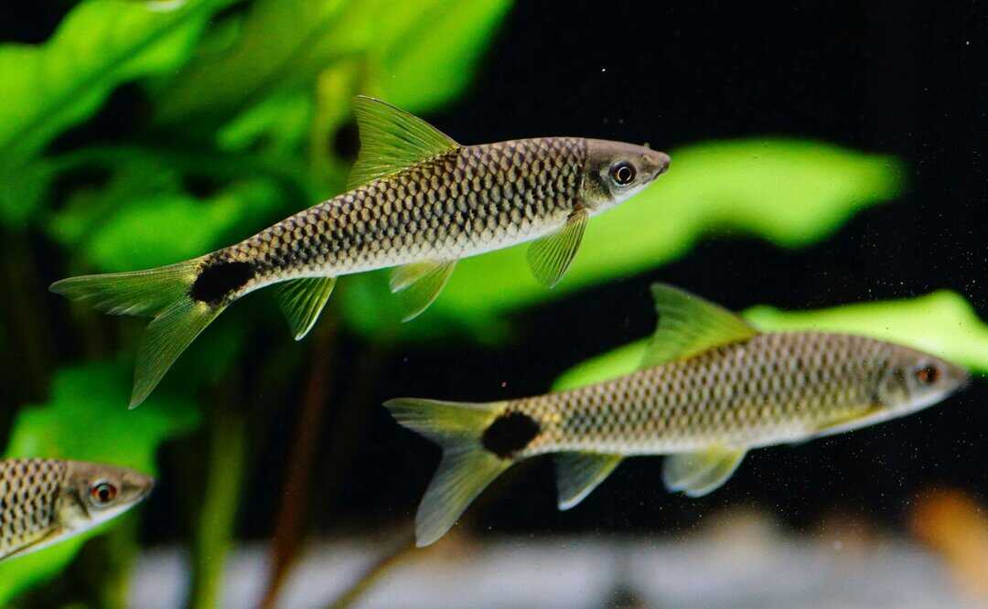 Crossocheilus reticulatus - Netz Pinselalgenfresser