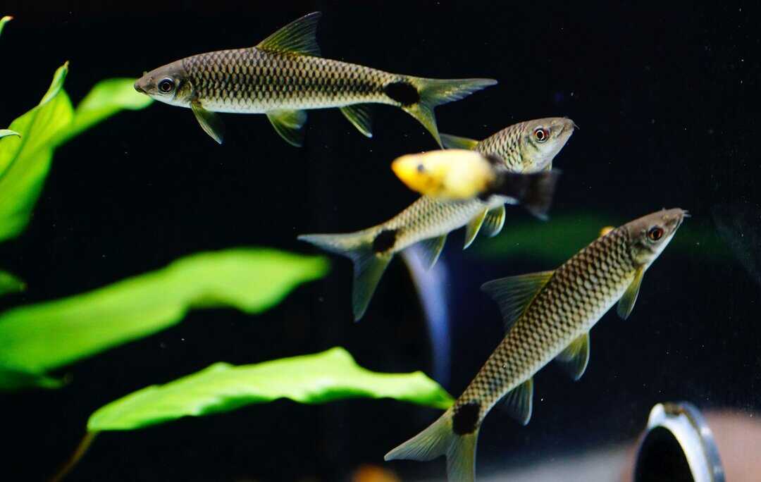 Crossocheilus reticulatus - Netz Pinselalgenfresser – Bild 2
