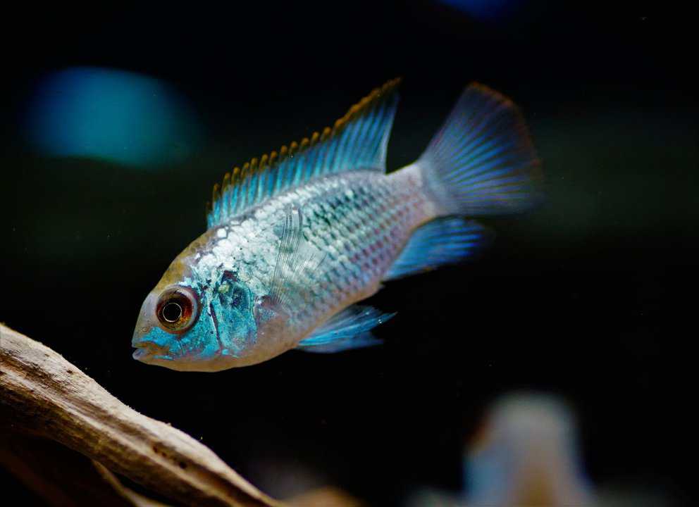 Andinoacara pulcher neon Blue - Blaupunktbuntbarsch