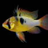 Mikrogeophagus ramirezi