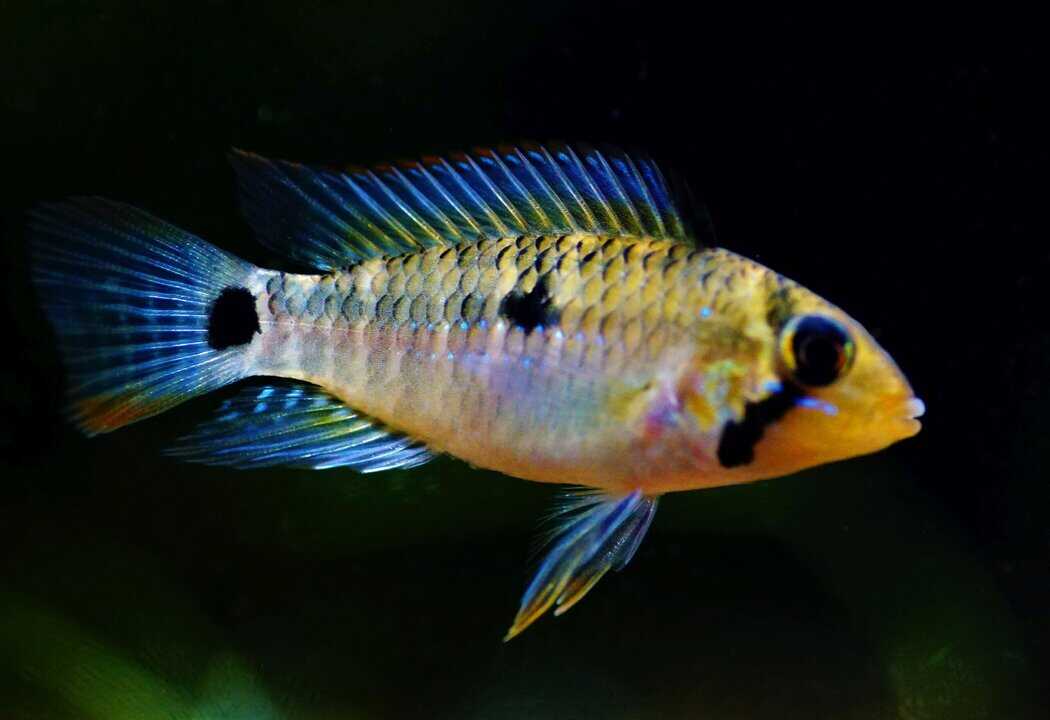 Apistogramma hoignei - Hoignes Zwergbuntbarsch