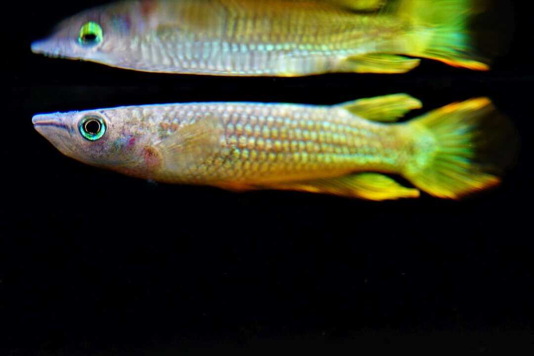 Aplocheilus lineatus gold - Goldener Streifenhechtling