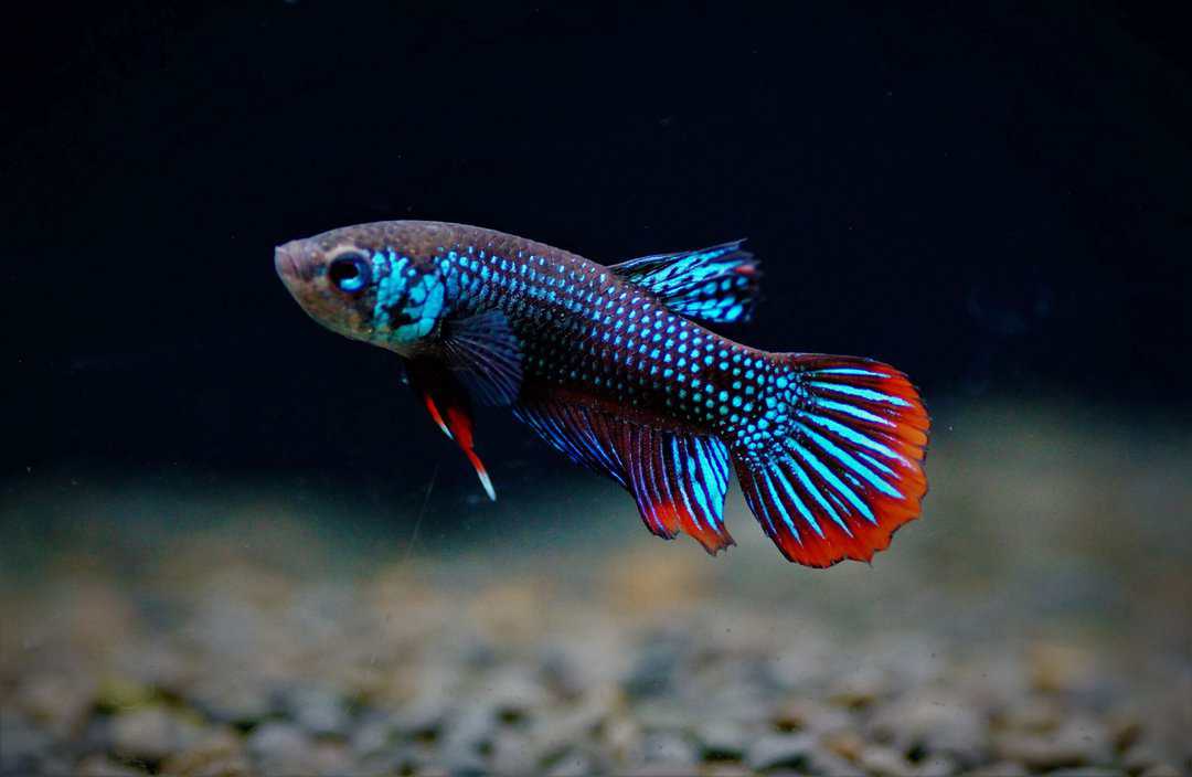 Betta Imbellis - friedlicher Kampffisch – Bild 2