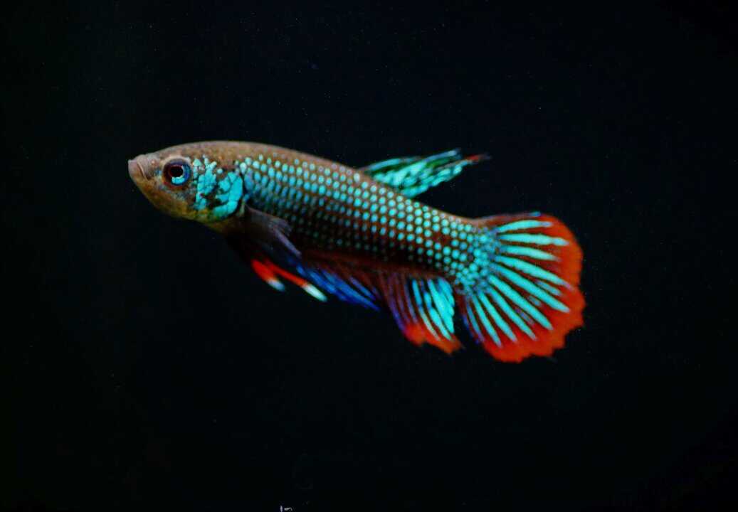 Betta Imbellis - friedlicher Kampffisch